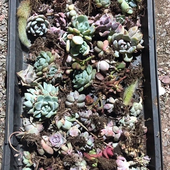 10个品种大概，一单40-50颗