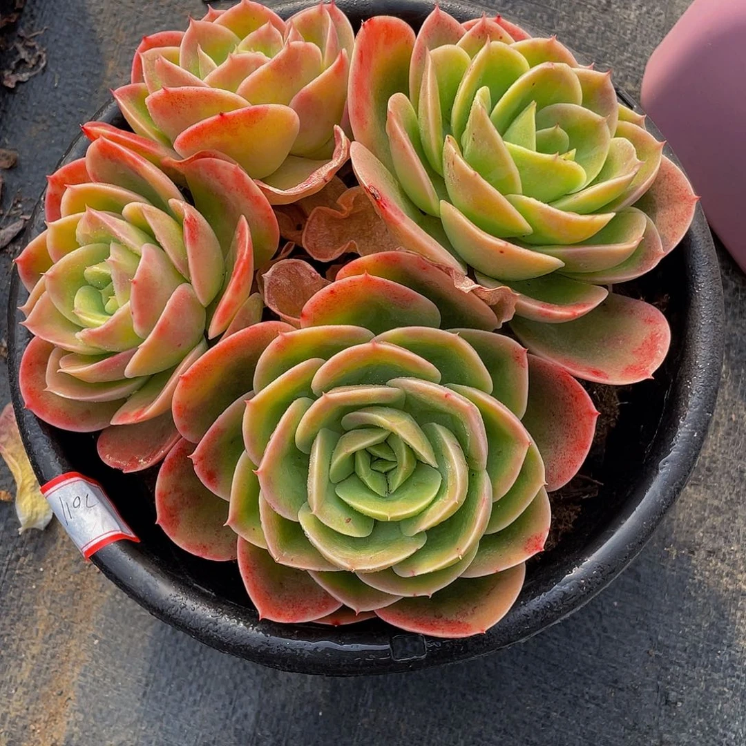 拥****有辛纳塔多肉植物