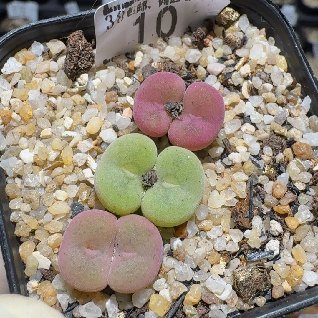 zzzzzz生石花肉锥10