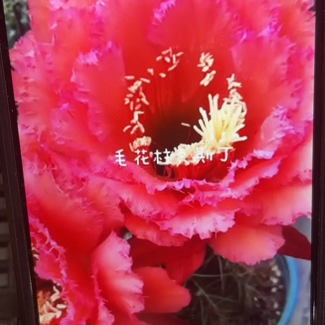 克斯丁毛侧牙20包邮仙人球6