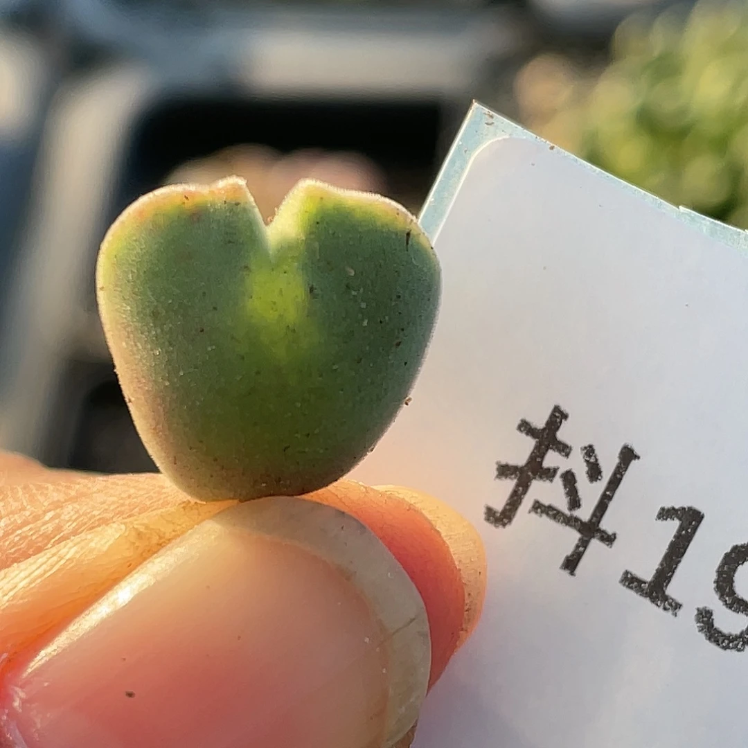 19-135空蝉多肉植物