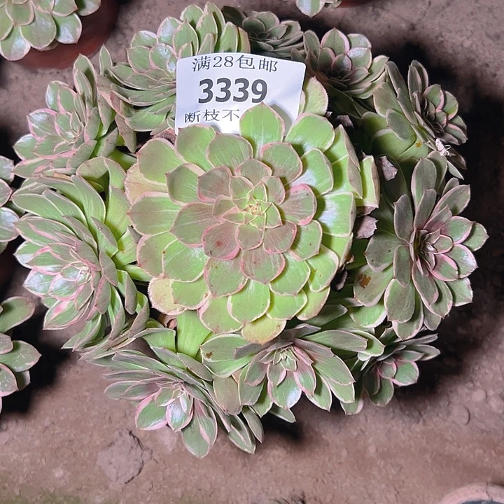 3339莲花座多肉植物