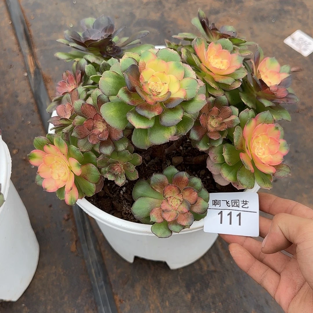 111多肉 瑕疵福利法师 海王七彩