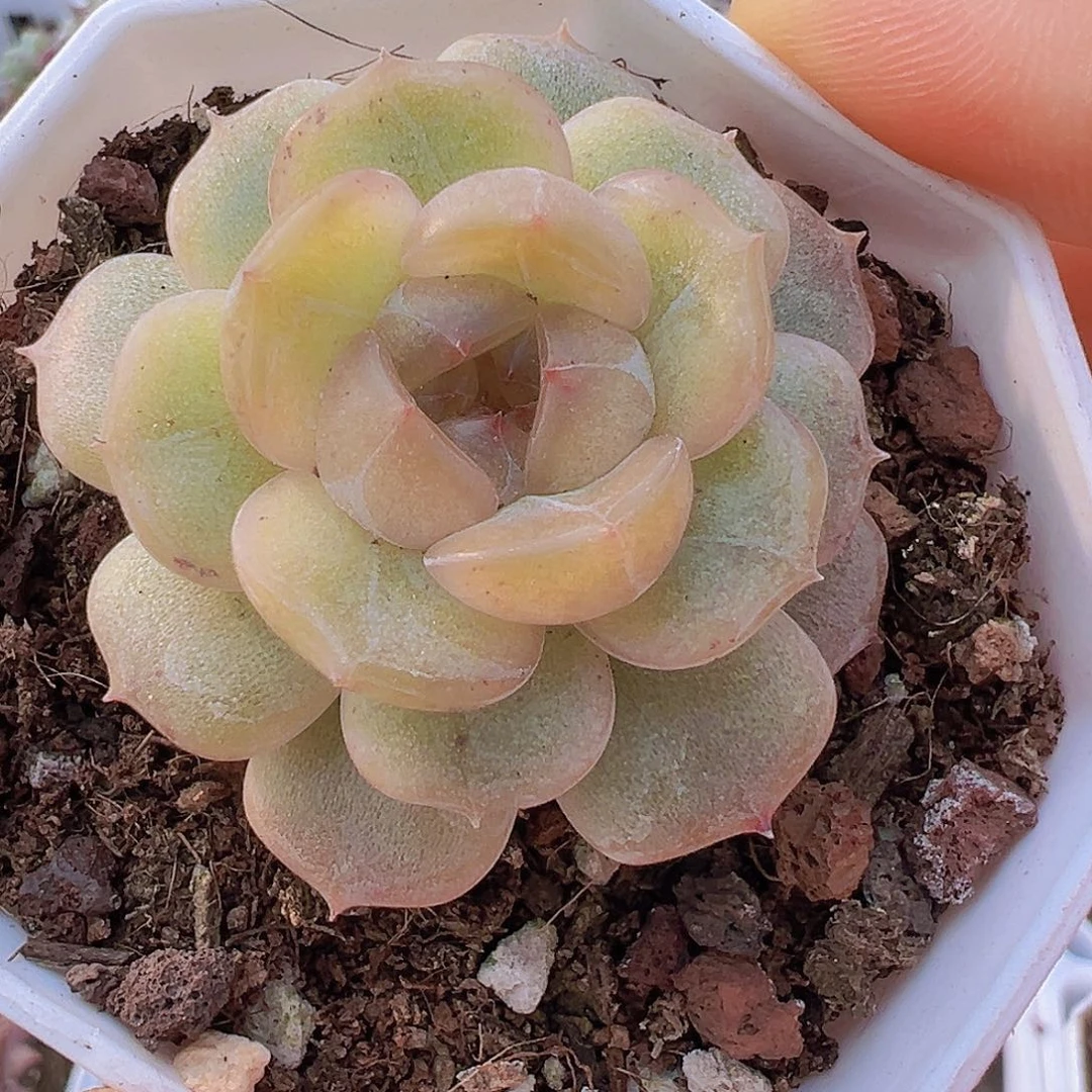 单头彩恋19包邮多肉