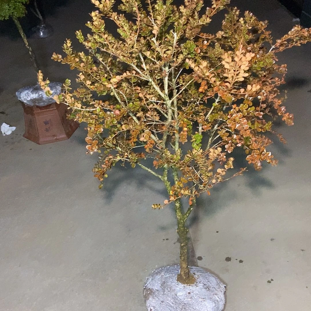 山***@安徽大别山珍珠黄杨