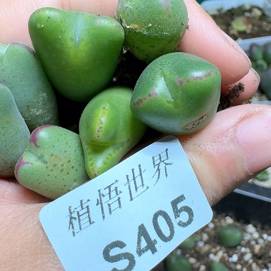 s****y405号多肉植物哇c g