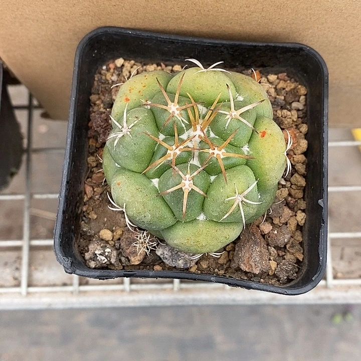 蛋***宝漂亮仙人球一物一拍