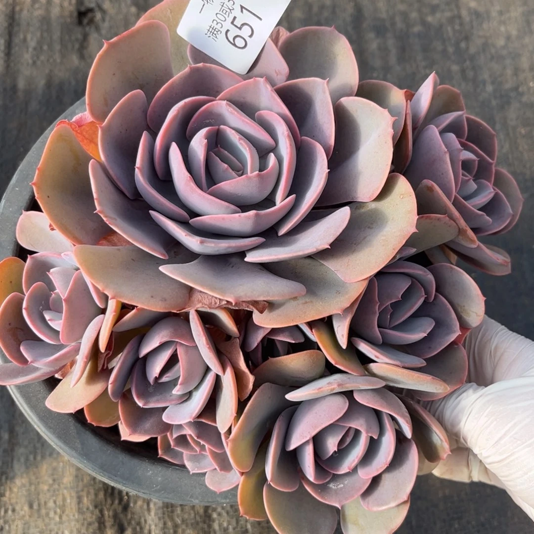 651尘埃玫瑰多肉植物……