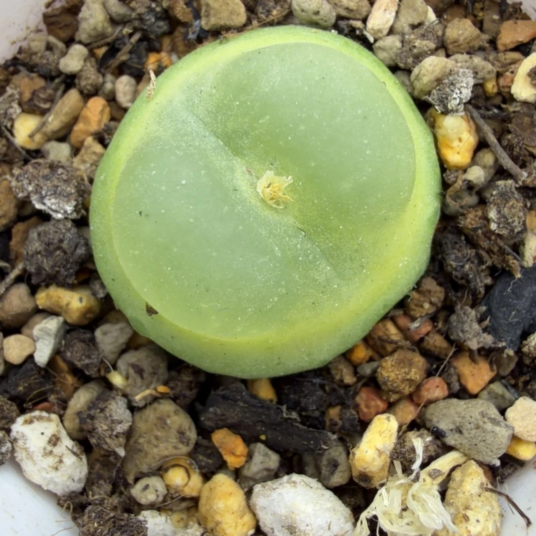 菠***冰清理阳台福利2.4公分拉登