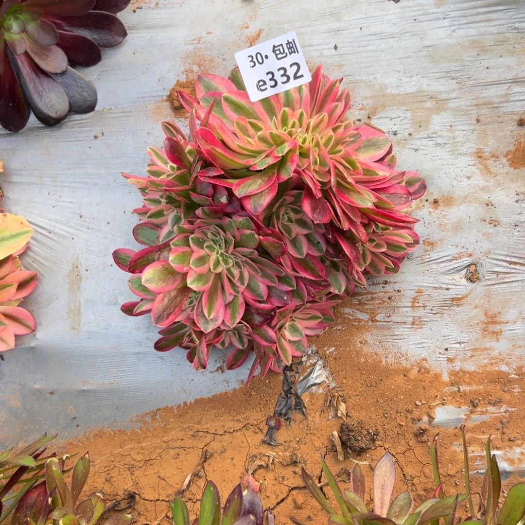 332 多肉法师女巫缀