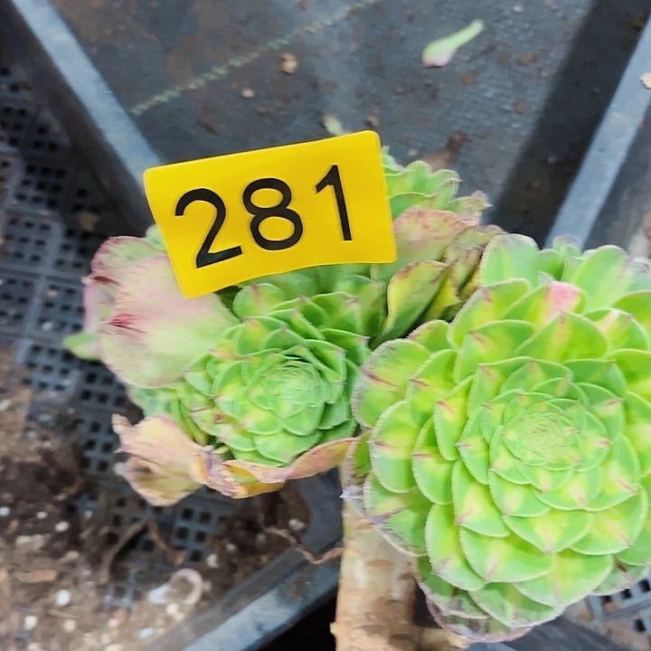 多肉植物福利281