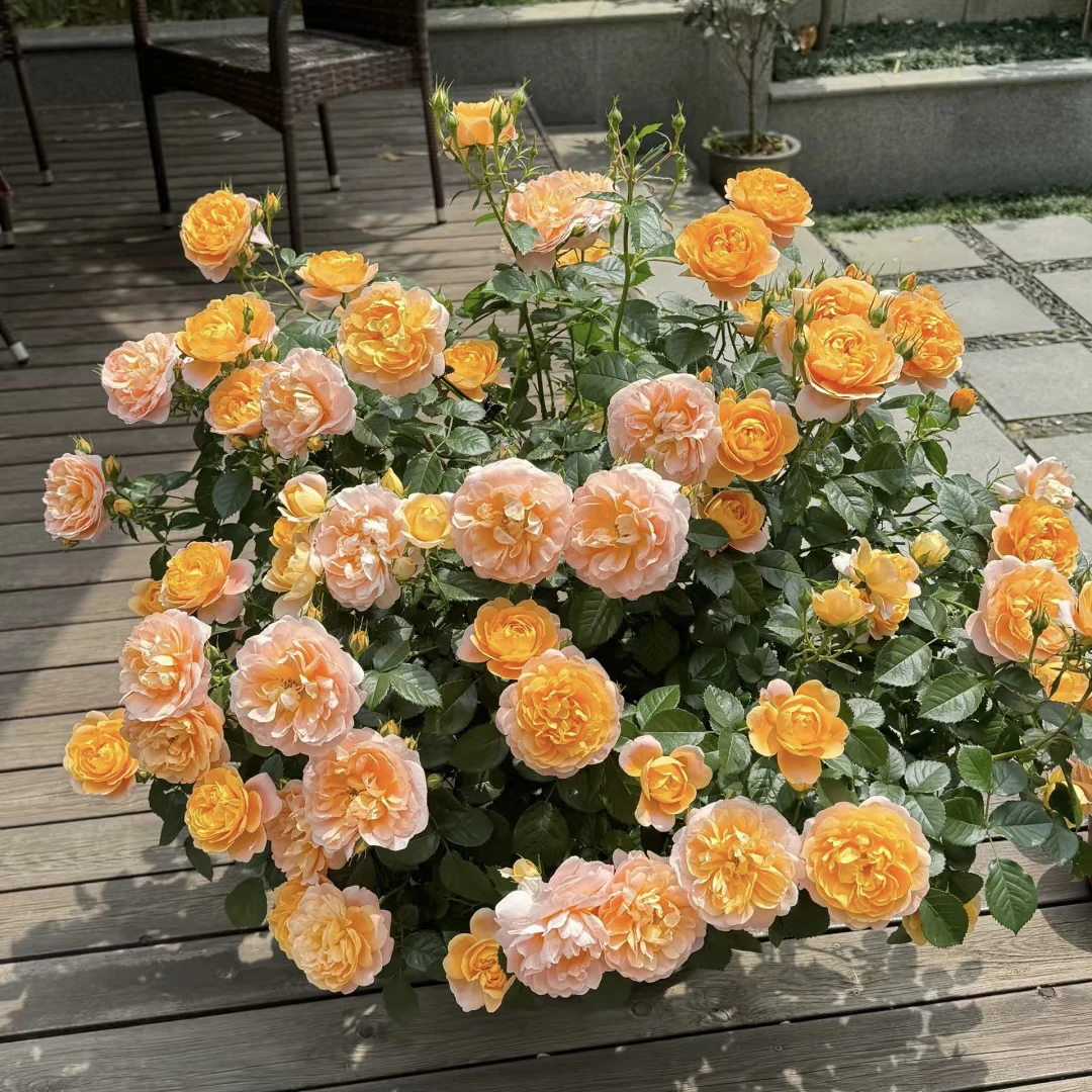 【果汁阳台】2加仑根接 多头勤花 阳台 复花快月季云南基地发货