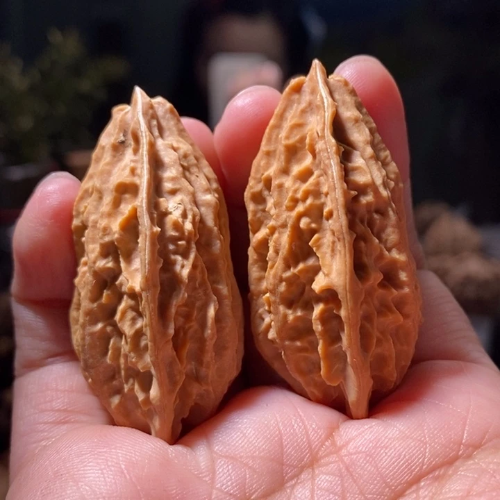 文玩核桃把件东北楸子小路 536