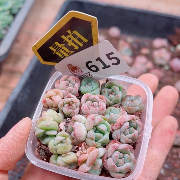 多肉植物多肉植物