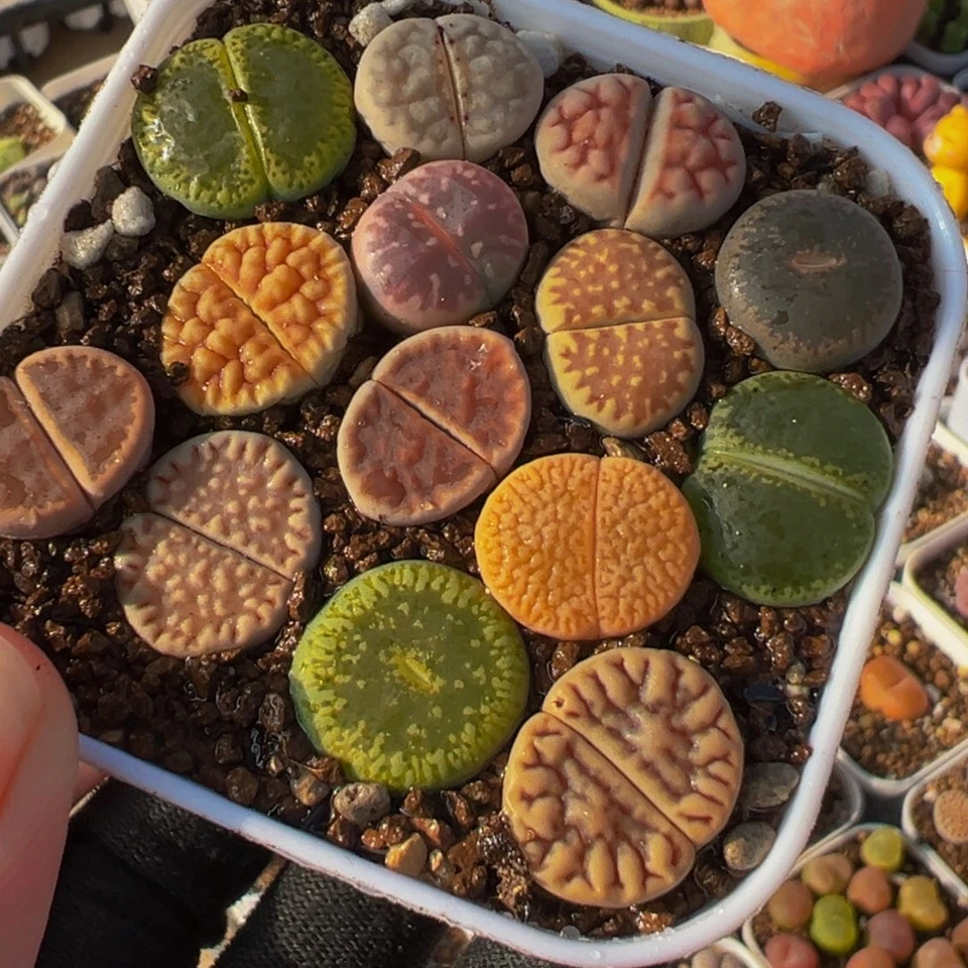 011多肉植物种类多样