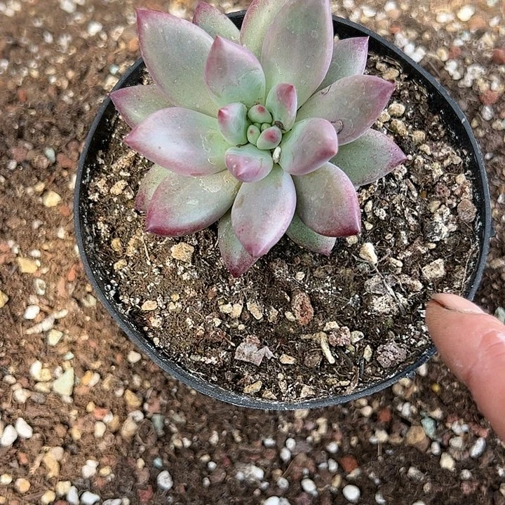 【闪购商品】胖体虞美人多肉植物