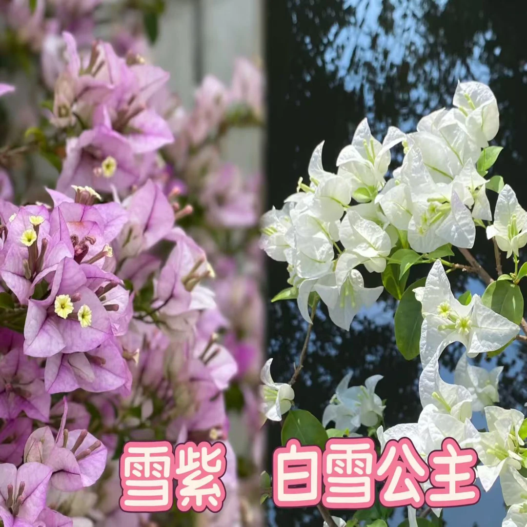 （雪紫+白雪公主）到手2颗 三角梅四季勤花耐寒耐热易养活 不带花