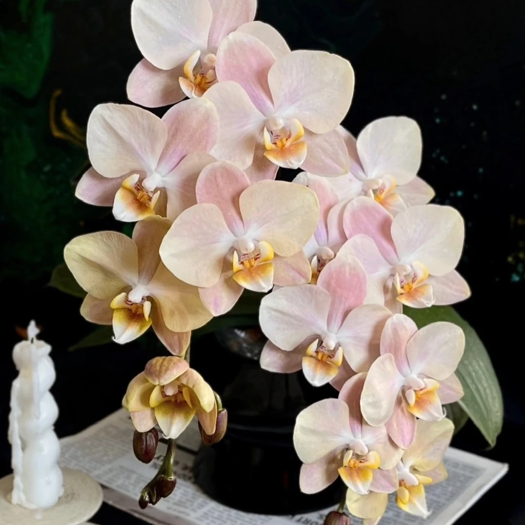 稀有花苗【白沙】3.0寸杯不带花剑根系一般可挑苗