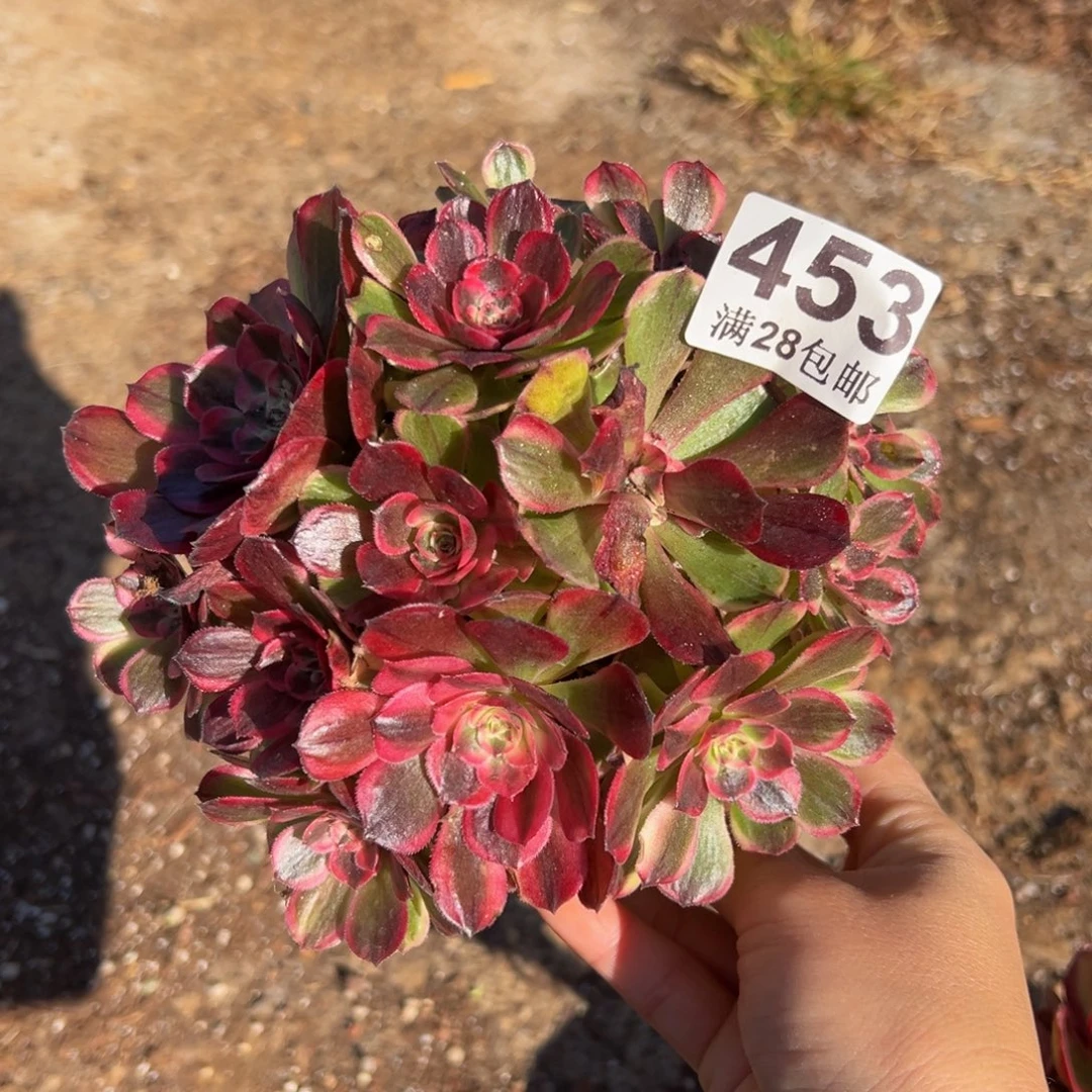 多肉植物453海神的