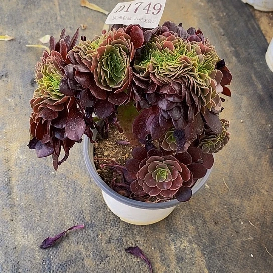 1749欧紫多肉缀化法师