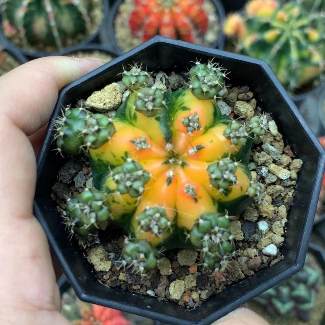 仙人球米哈牡丹侧牙