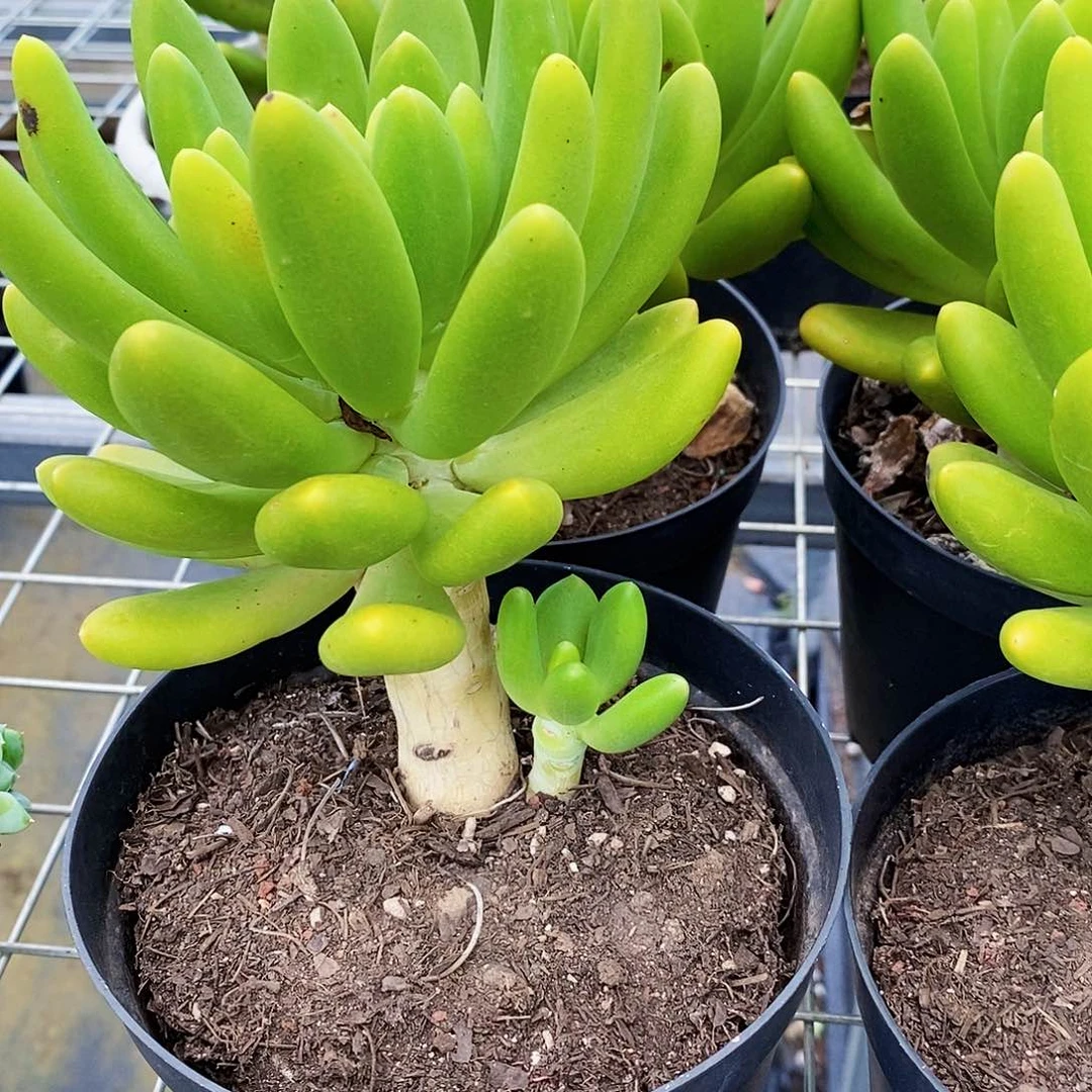 金蝉大单头老桩精品特价