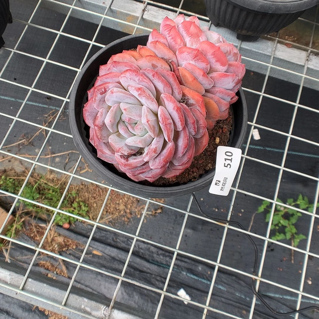 510星影多肉植物666