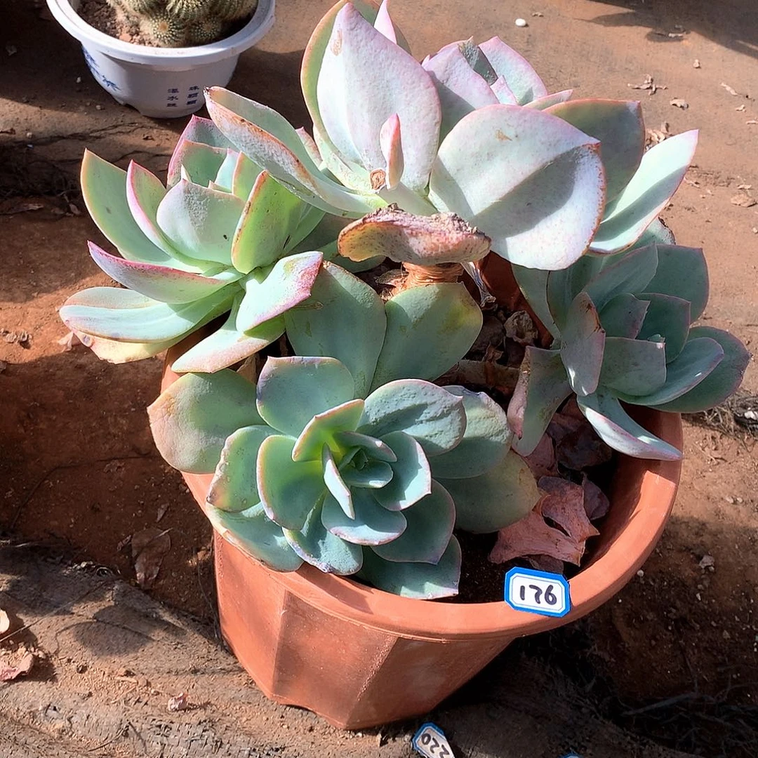 941凤 一物一拍多肉