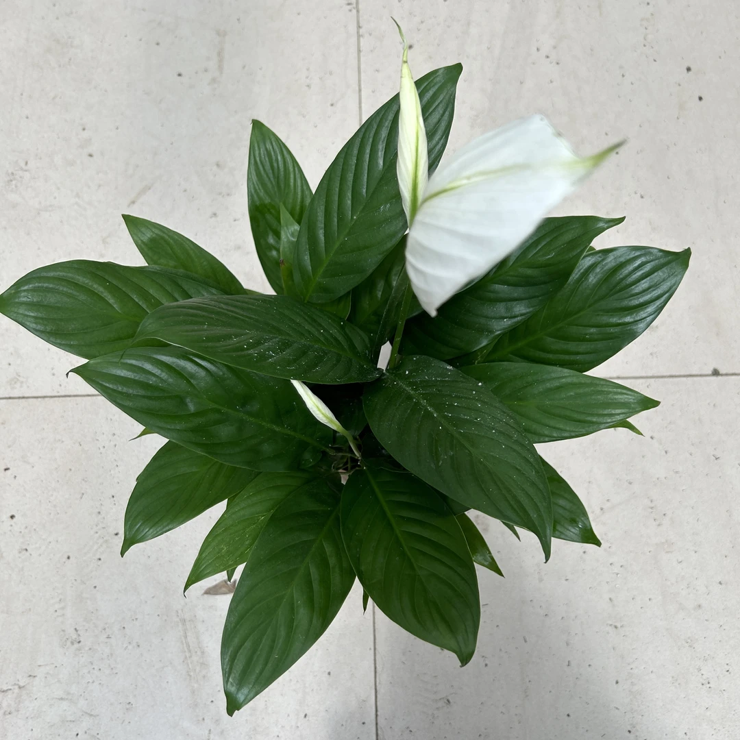 两盆110白掌 室内开花植物
