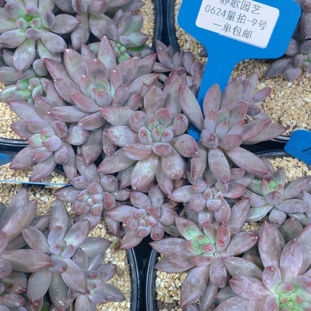 0625-9-正版虞美人大群一颗量拍