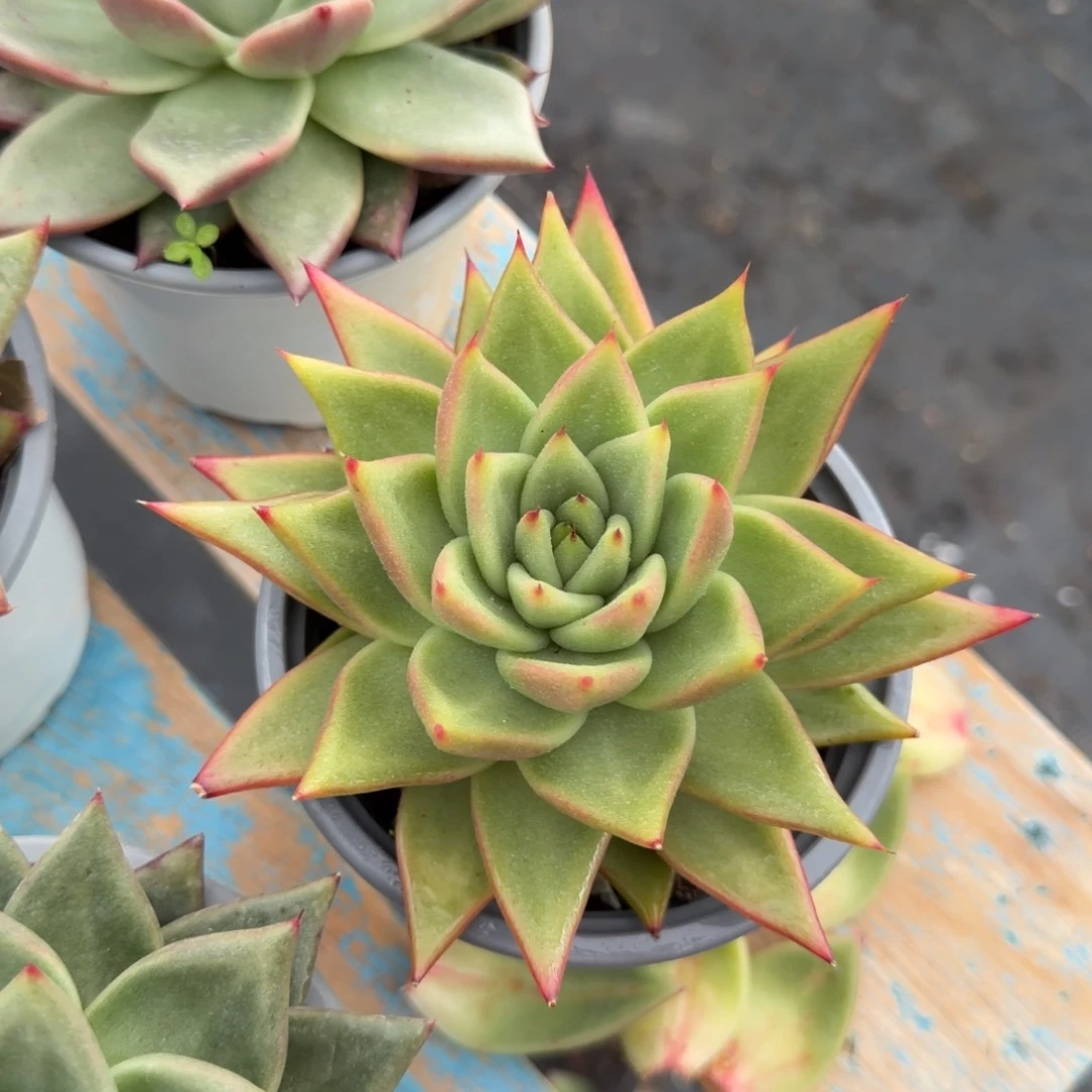 炫杂38包邮一物一拍