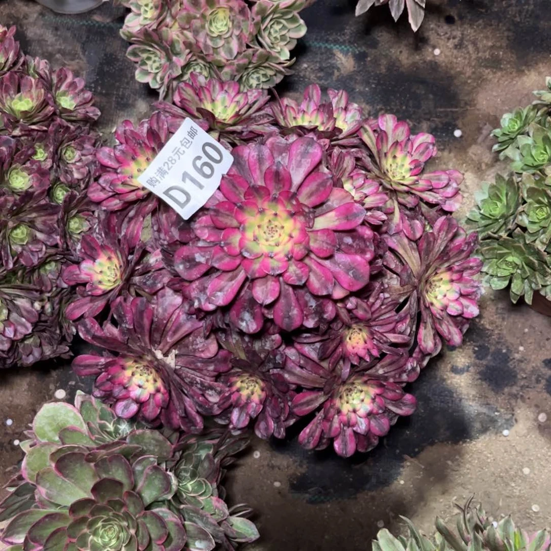 蓝*莲160多肉植物美姬