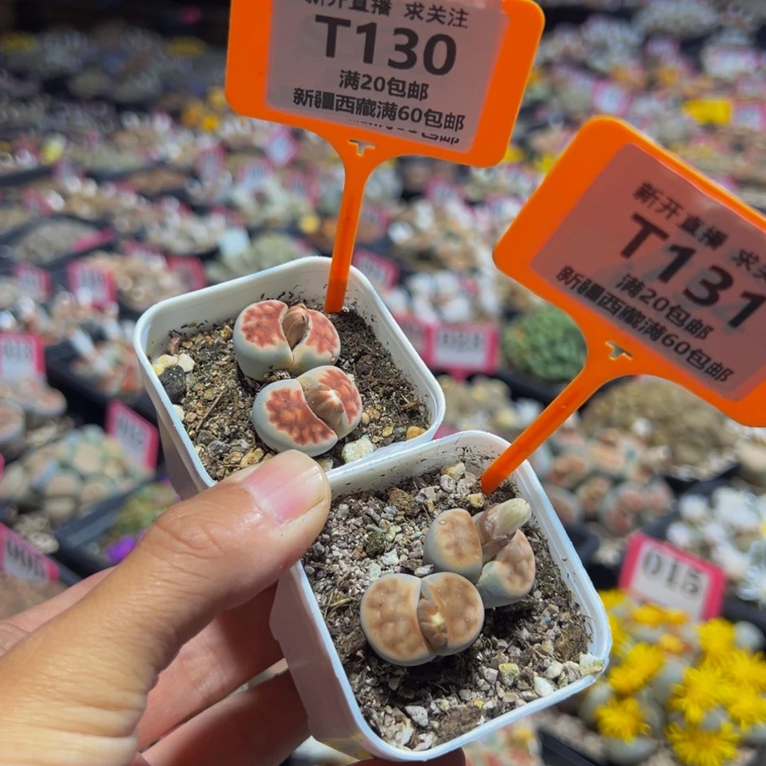 130.131 一物一拍，默认有伤，介意勿拍，不退不换