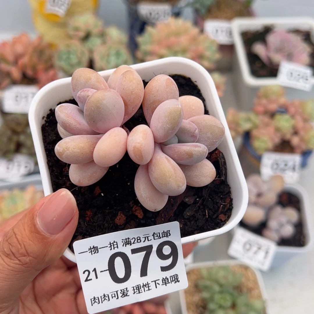 粉兔多肉多肉多肉多肉