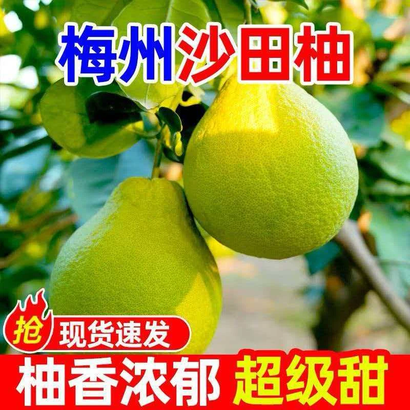 梅州金柚正宗梅州沙田柚现摘现发皮薄肉厚清甜多汁当季新鲜水果