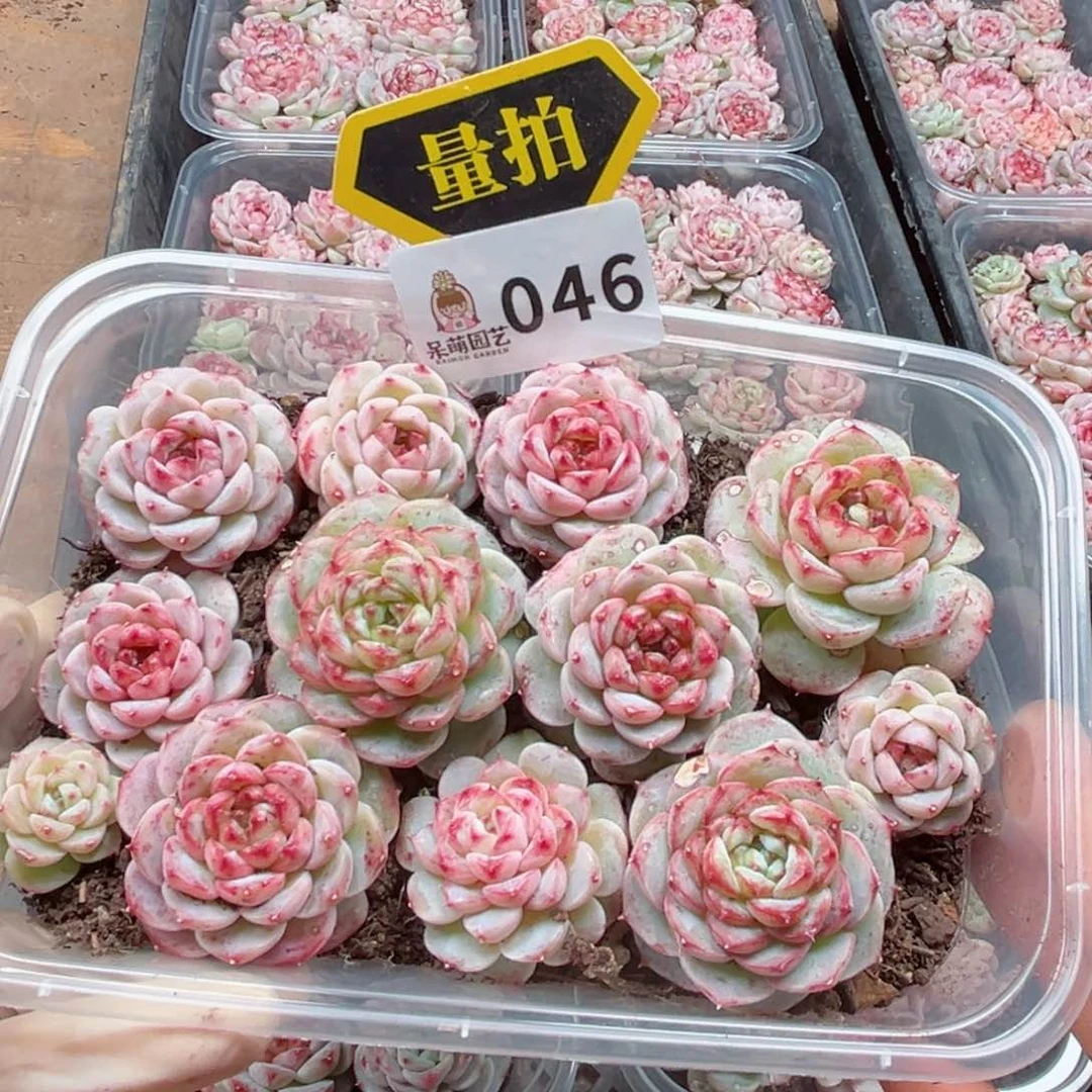 多肉植物多肉植物