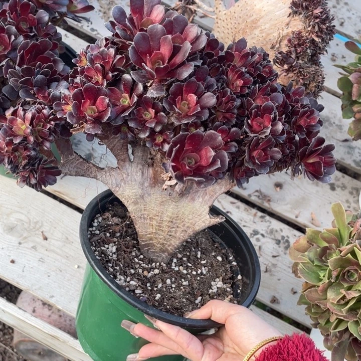 溪**清多肉伤特价秒杀价只要十多的