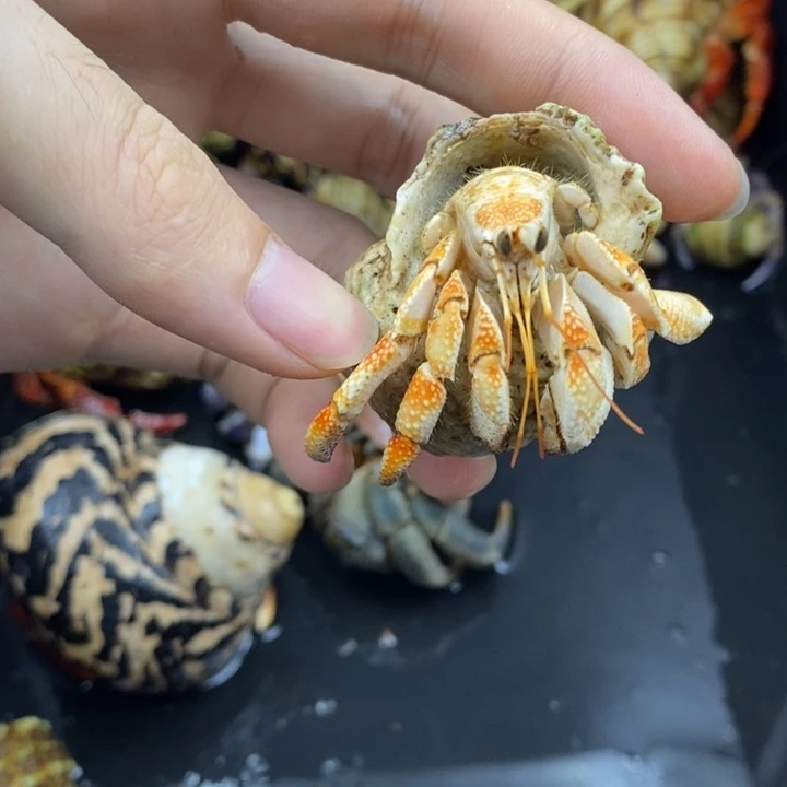 2.3口毛里求斯草莓