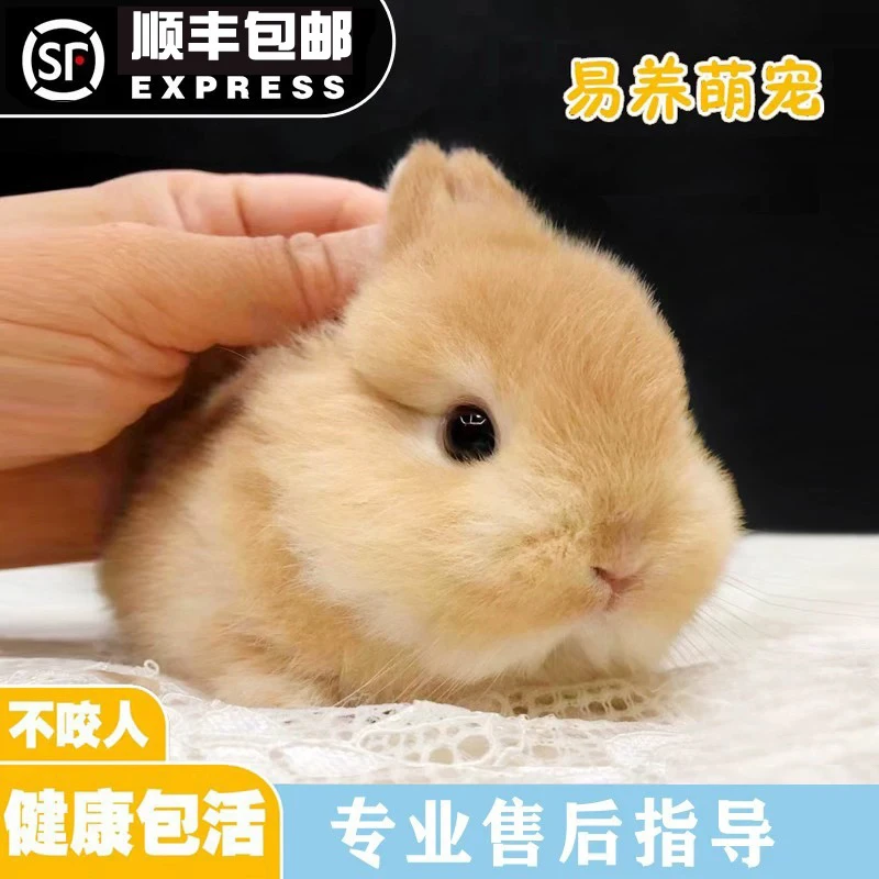 A适合宿舍家养的长不大迷你侏儒兔亲人不咬人宠物兔活体