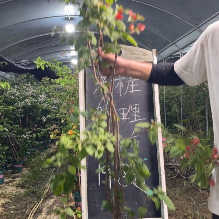 无花朵三角梅三角梅1290