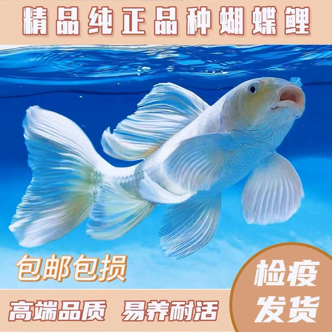纯种台系蝴蝶鲤贵妃体白普身可混养！