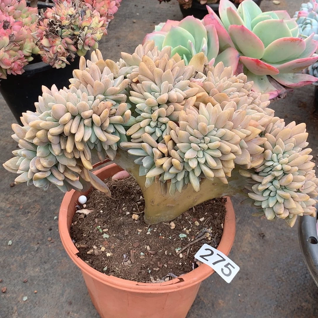 275淡雪缀一物一拍多肉