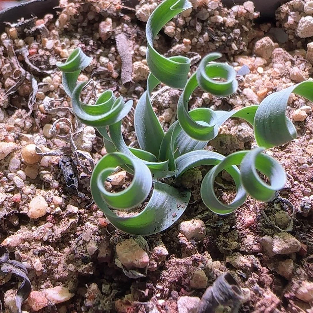 弹簧草。      311