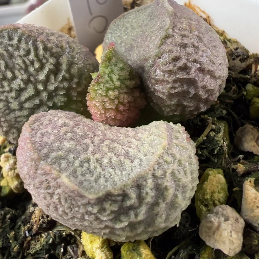 实生新品多肉植物水泡