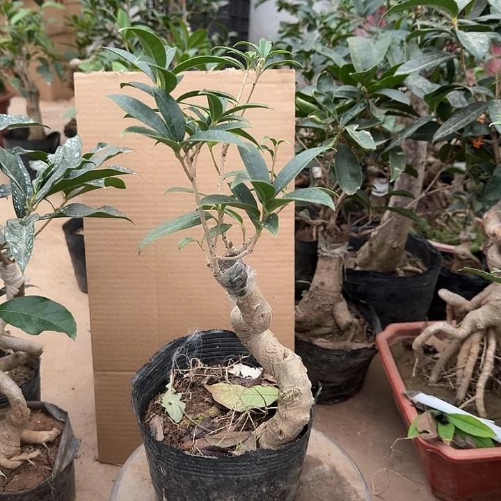 无花朵桂花开花了