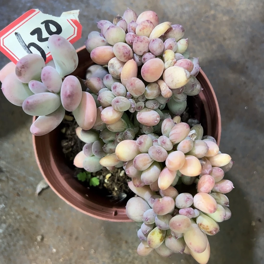 630号三日月美人，一物一拍