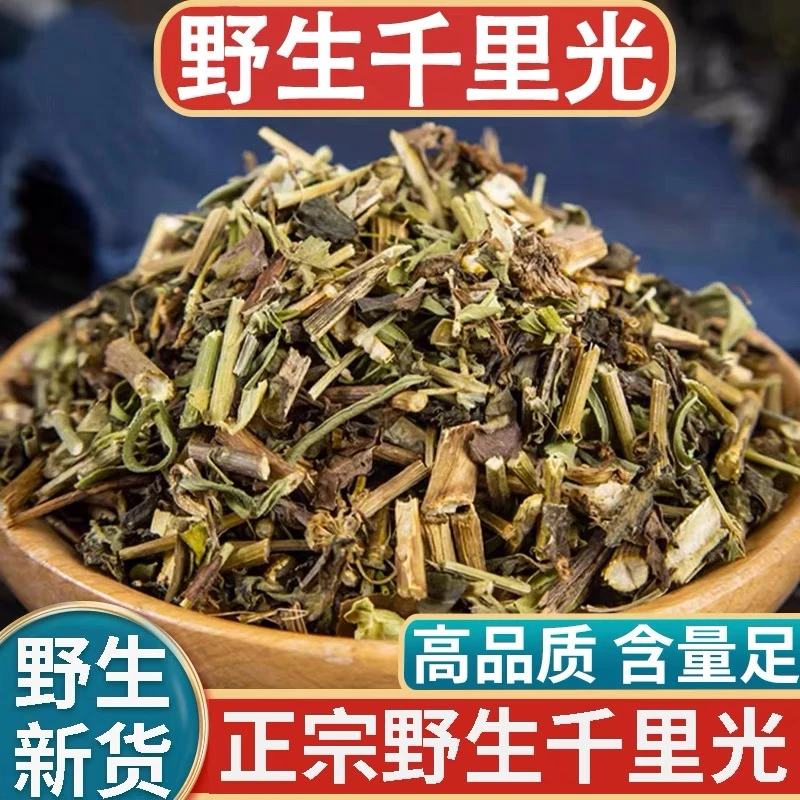野生千里光正品九里明精选九里光一扫光干货500g包邮另售益母草