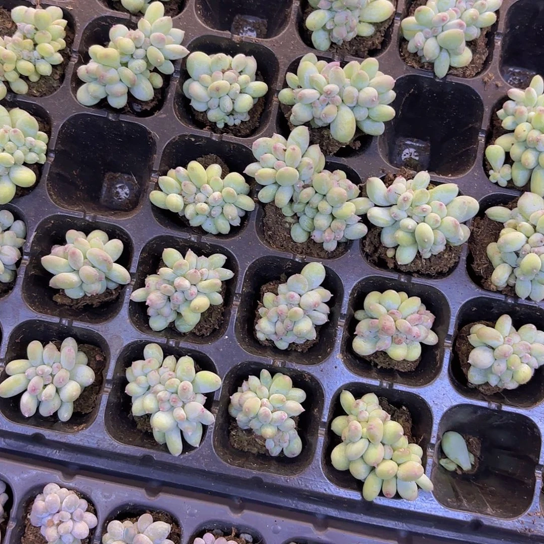 苹果奶缀一颗量拍111