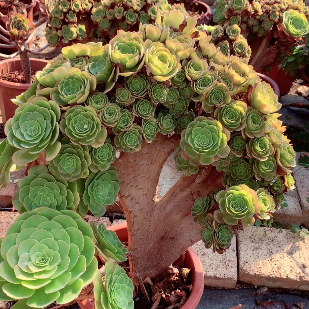 快***好万缀朵朵，多肉植物