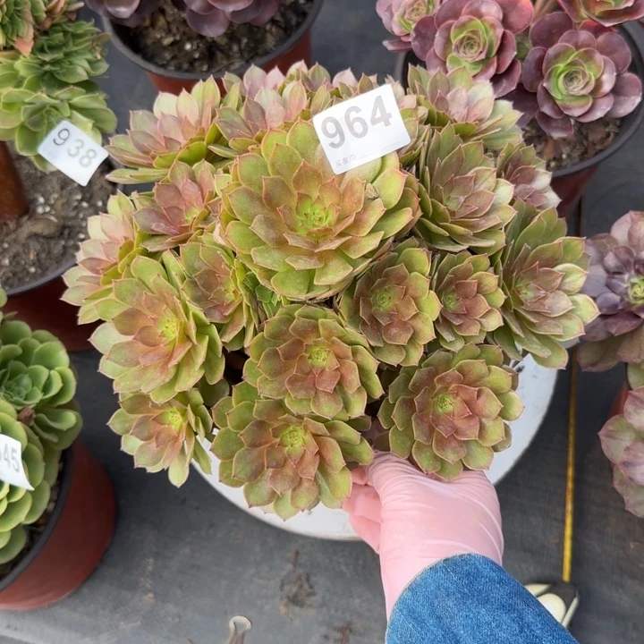 多肉植物生长红魔玫瑰964